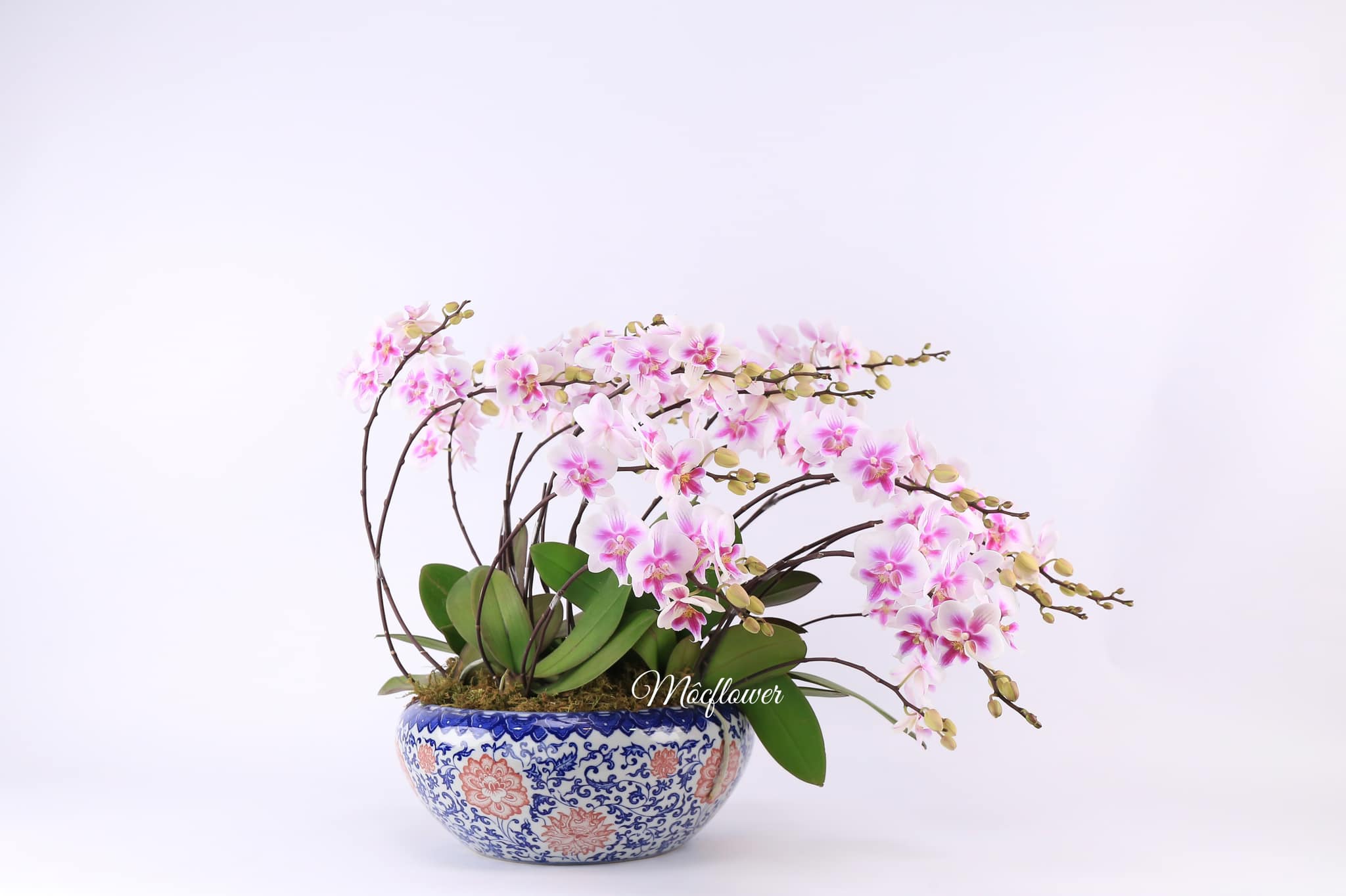 Flower 2