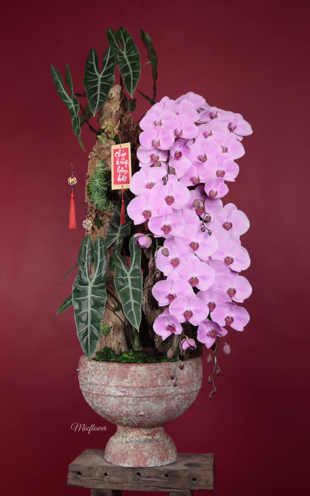 LAN HỒ ĐIỆP